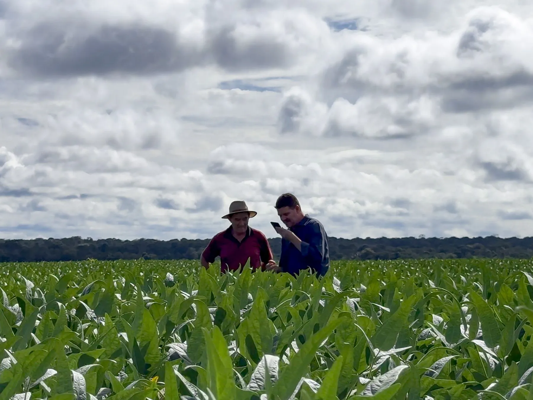 Dois produtores conferindo a lavoura de soja